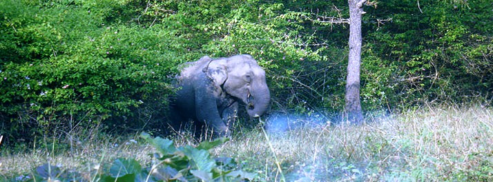 742/Wayanad Silverwoods Resort - Wayanad 021.jpg